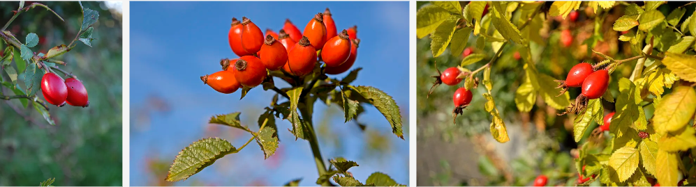 Rosehip Fruit Extract Powder.png